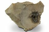 Short-Fork Walliserops Hammi Trilobite - Foum Zguid, Morocco #345190-1